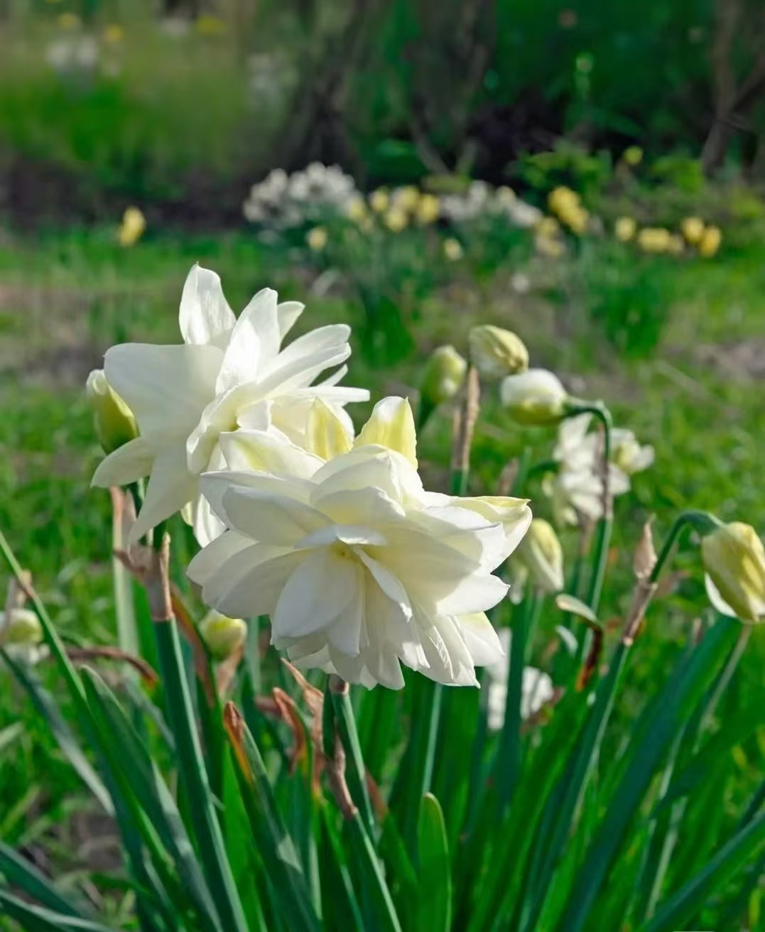 Daffodil Diaries: When March Whispers Through Paperwhites
