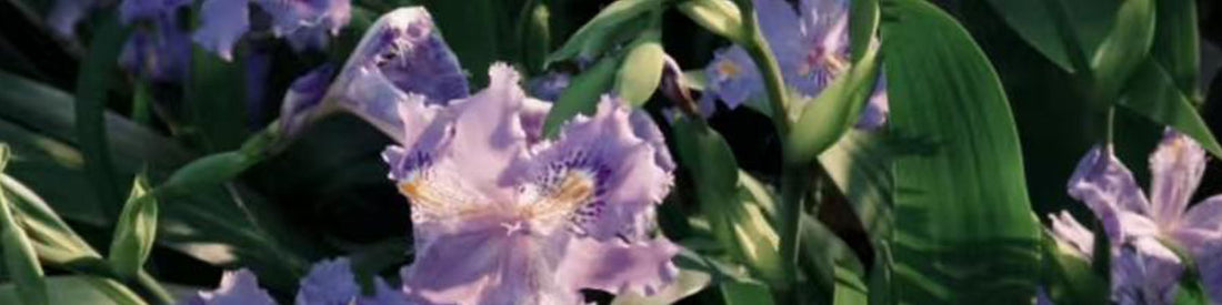 Iris Elegance Dancing Between Culture and Botany