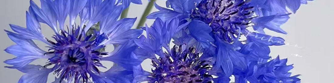 Cornflowers Threading Myths into Modern Jewels