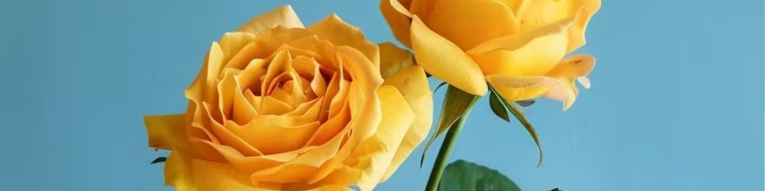 The Bright and Graceful Legend of Yellow Roses