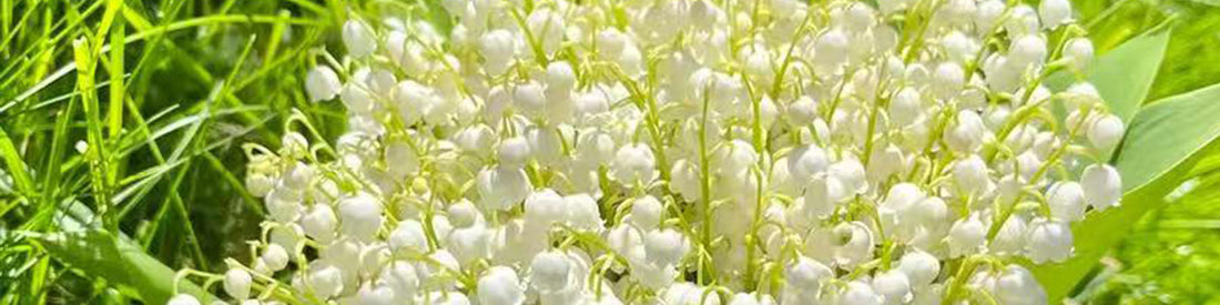 Lily of the Valley Elegance Woven Through Culture and Craft