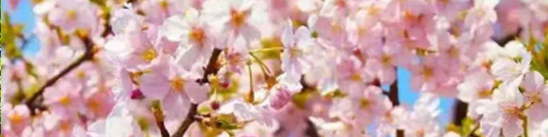 April’s Cherry Blossoms