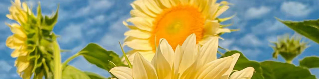 How Sunflowers Captured Our Hearts and Hands