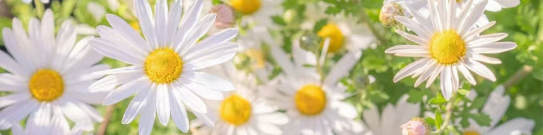 The Secret Language of Daisies