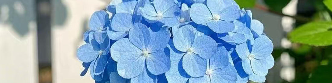 The Color-Shifting Magic of Hydrangeas