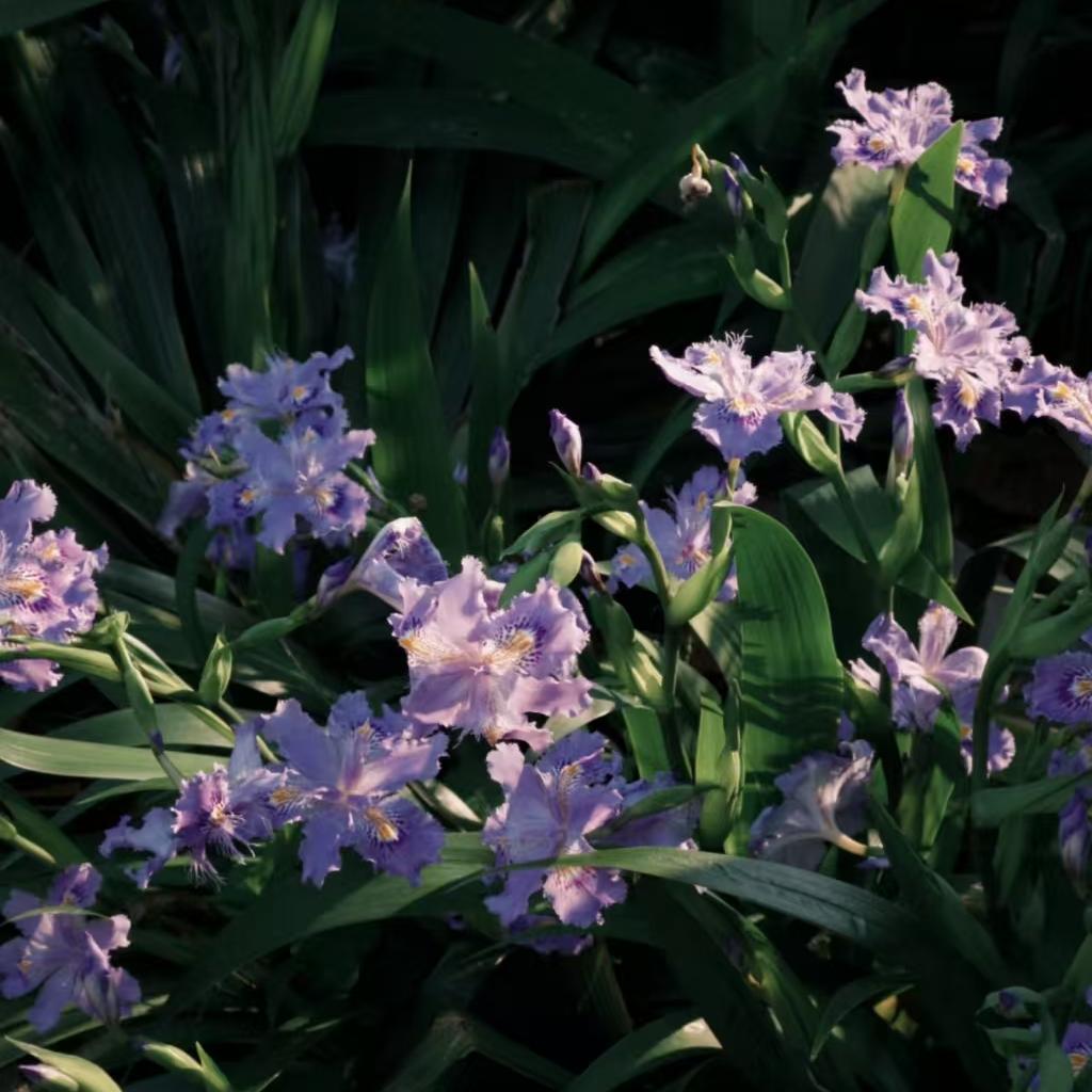 Iris Elegance Dancing Between Culture and Botany