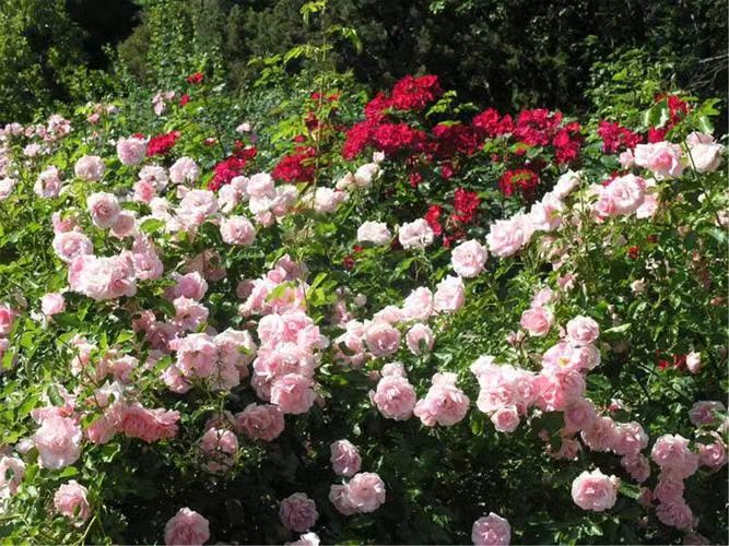 Roses Secret in Bulgaria